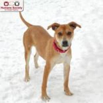 Labrador Retriever Dogs Available for Adoption - Elsa | PetCurious