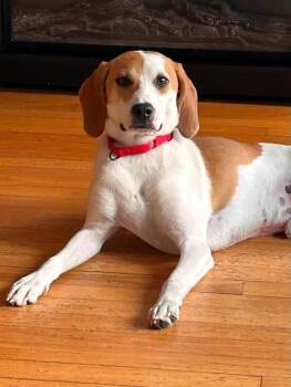 Cypress -  Beagle Dog for Adoption in Highland, New York - Cypress | PetCurious