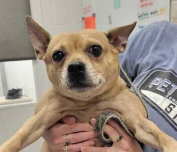 Margarita -  Mixed Breed Dog for Adoption in Kansas City, Missouri - Margarita | PetCurious