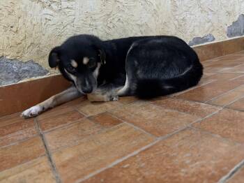 Loki -  Canaan Dog Dog for Adoption in New York, New York - Loki | PetCurious