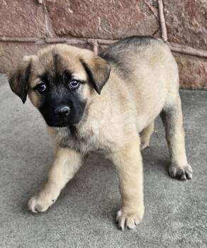 German Shepherd Dog Dogs Available for Adoption - Tahoe  | PetCurious