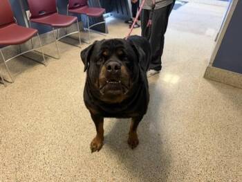 Rottweiler Dogs Available for Adoption in Doral, Florida - MATHEW | PetCurious