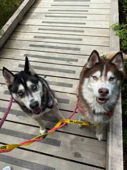 Rescue Siberian Husky Dogs for Adoption in Burnaby, British Columbia - Meeko & Sage (Bonded Pair) | PetCurious