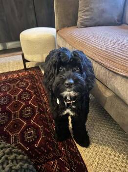 Poodle Dogs Available for Adoption - Whitley | PetCurious