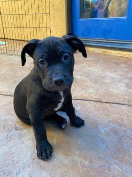 Rescue Pit Bull Terrier Dogs for Adoption in Burbank, California - Peach | PetCurious