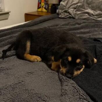 Gia -  Rottweiler and Mixed Breed Dog Available for Adoption in Polk, Ohio - Gia | PetCurious