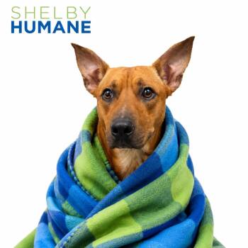 Wrangler -  Mixed Breed Dog for Adoption in Columbiana, Alabama - Wrangler | PetCurious