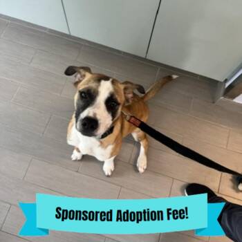 Mixed Breed Dogs Available for Adoption - Moe | PetCurious
