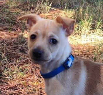 Rayon -  Chihuahua Dog for Adoption in Cumming, Georgia - Rayon | PetCurious