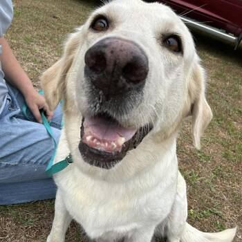 Casey fka Sadie -  Labrador Retriever Dog for Adoption in Enterprise, Alabama - Casey Fka Sadie | PetCurious