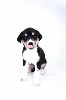 Hibiscus -  Great Pyrenees Dog Available for Adoption in Bixby, Oklahoma - Hibiscus | PetCurious