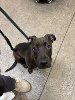 Pit Bull Terrier and Mixed Breed Dogs Available for Adoption in Honolulu, Hawaii - Enzo | PetCurious