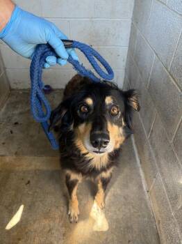 Baley -  Australian Shepherd Dog for Adoption in Lawrenceburg, Tennessee - Baley | PetCurious