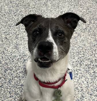 Rescue Labrador Retriever and Terrier Dogs for Adoption in Golden, Colorado - Charlotte | PetCurious