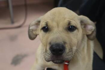 MYLAH -  Mixed Breed Dog for Adoption in Columbia, South Carolina - MYLAH | PetCurious