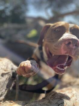 Rescue American Staffordshire Terrier and American Bully Dogs for Adoption in Brea, California - Cooper | PetCurious