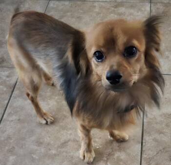 Rescue Chihuahua and Papillon Dogs for Adoption in San Antonio, Texas - UDO | PetCurious