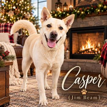 Casper (a.k.a. Jim Beam) -  German Shepherd Dog Dog for Adoption in Farmington, Missouri - Casper (a.k.a. Jim Beam) | PetCurious