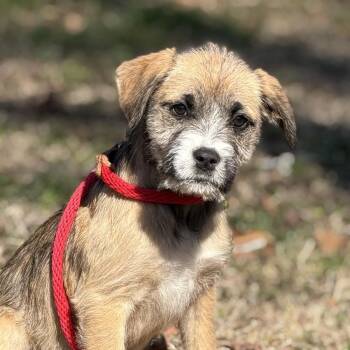 Schnauzer and Labrador Retriever Dogs Available for Adoption - Eowyn | PetCurious
