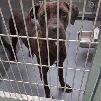 Daphne -  Mixed Breed Dog for Adoption in Memphis, Tennessee - Daphne | PetCurious
