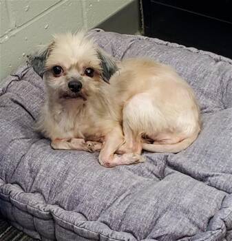 Maltese and Shih Tzu Dogs Available for Adoption in Peoria, Illinois - VALENCIA | PetCurious