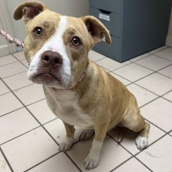 TUSC-Stray-86010 -  Pit Bull Terrier and Mixed Breed Dog for Adoption in Tuscaloosa, Alabama - TUSC-Stray-86010 | PetCurious