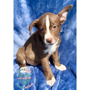 Border Collie and Pit Bull Terrier Dogs Available for Adoption in Inglewood, California - Liberty Litter COH | PetCurious
