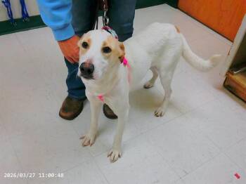 Labrador Retriever and Mixed Breed Dogs Available for Adoption in Oroville, California - BAILEY | PetCurious