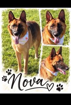 Nova -  German Shepherd Dog Dog for Adoption in Rensselaer, Indiana - Nova | PetCurious