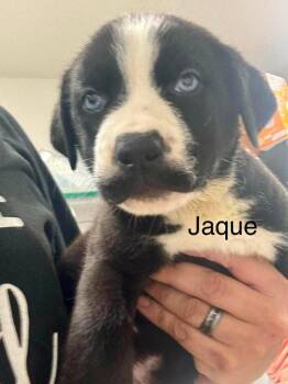 Jaque -  American Staffordshire Terrier and Husky Dog for Adoption in St. George, Utah - Jaque | PetCurious