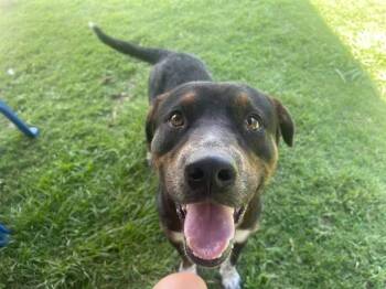 Rescue Rottweiler and Labrador Retriever Dogs for Adoption in New Bern, North Carolina - Marco | PetCurious