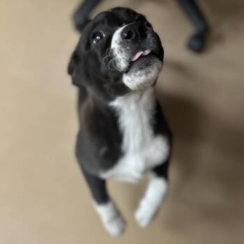 Piranha SPONSORED -  Mixed Breed Dog for Adoption in Gadsden, Alabama - Piranha SPONSORED | PetCurious