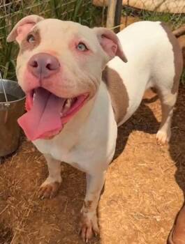 Ms.Piggy -  Pit Bull Terrier Dog for Adoption in Munfordville, Kentucky - Ms.Piggy | PetCurious