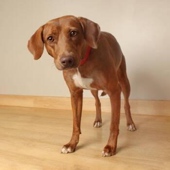 Apricot D71437 -  Coonhound and Mixed Breed Dog for Adoption in Minnetonka, Minnesota - Apricot D71437 | PetCurious