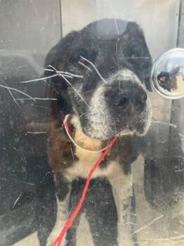 BEETHOVAN -  Saint Bernard and Mixed Breed Dog for Adoption in Dallas, Texas - BEETHOVAN | PetCurious