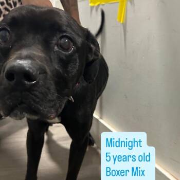 Midnight -  Boxer Dog for Adoption in Tampa, Florida - Midnight | PetCurious