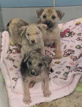 German Shepherd Dog Dogs Available for Adoption - Adela | PetCurious