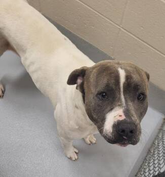 Pen 151 C Waffles Hw + -  Pit Bull Terrier Dog for Adoption in Lawrenceville, Georgia - Pen 151 C Waffles Hw + | PetCurious