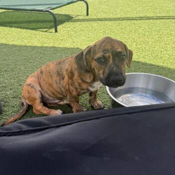 Brisket -  Terrier Dog for Adoption in Houston, Texas - Brisket | PetCurious