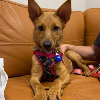1117 (2026) Nymeria -  Golden Retriever and German Shepherd Dog Dog for Adoption in Parker, Colorado - 1117 (2026) Nymeria | PetCurious