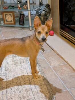 Mona -  Chihuahua and Miniature Pinscher Dog for Adoption in Scottsburg, Indiana - Mona | PetCurious