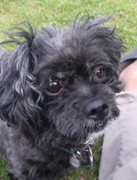 Rescue Shih Tzu Dogs for Adoption in Salem, Oregon - Toby | PetCurious