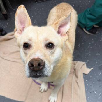 Kai -  Mixed Breed Dog for Adoption in Columbiana, Alabama - Kai | PetCurious