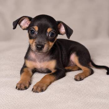 Benny -  Jack Russell Terrier and Mixed Breed Dog for Adoption in Tucson, Arizona - Benny | PetCurious