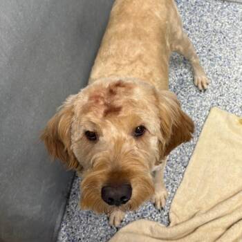 Poodle Dogs Available for Adoption in Greenville, South Carolina - Texas | PetCurious