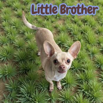Chihuahua Dogs Available for Adoption - Little Brother (velcro Lovebug!) | PetCurious