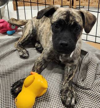 Pug and Dachshund Dogs Available for Adoption in Houston, Texas - Bridget Marie | PetCurious