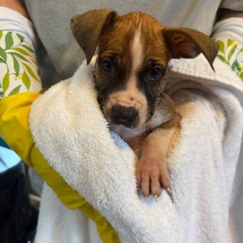 Monty 062204A -  Boxer Dog for Adoption in Amory, Mississippi - Monty 062204A | PetCurious