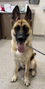 Molly -  German Shepherd Dog and Mixed Breed Dog for Adoption in Fishers, Indiana - Molly | PetCurious