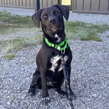 Bob Dylan -  Mixed Breed Dog for Adoption in Hailey, Idaho - Bob Dylan | PetCurious